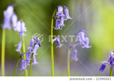 bluebells in the forest bluebells in the forest 22990881