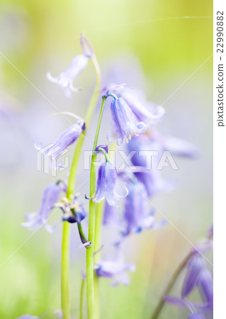 bluebells in the forest bluebells in the forest 22990882