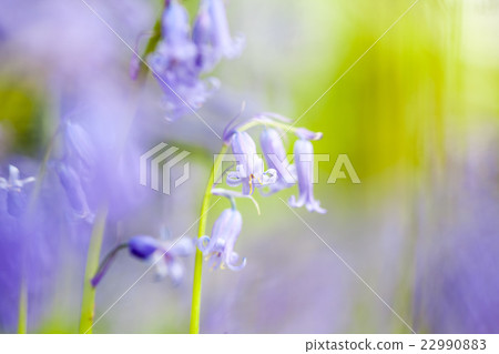 bluebells in the forest 22990883