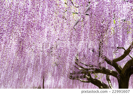  Wisteria flowers 22991607