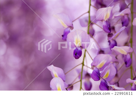 Wisteria flowers Wisteria flowers 22991611