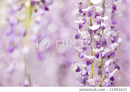  Wisteria flowers 22991623