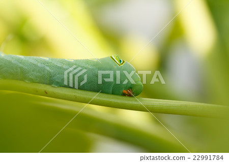 green caterpillar 22991784