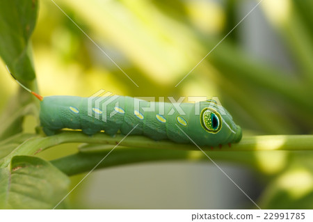 green caterpillar green caterpillar 22991785