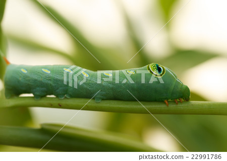 green caterpillar green caterpillar 22991786