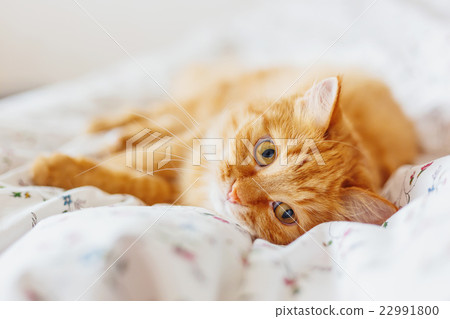 Cute ginger cat lying in bed. Fluffy sleepy pet. Cute ginger cat lying in bed. Fluffy sleepy pet. 22991800