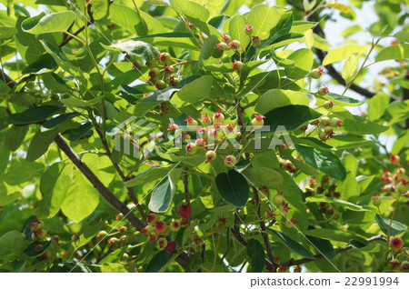 The young fruit of June belly 22991994