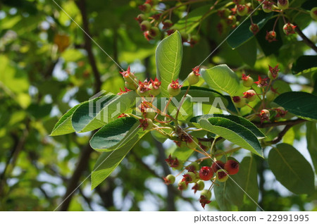 The young fruit of June belly 22991995