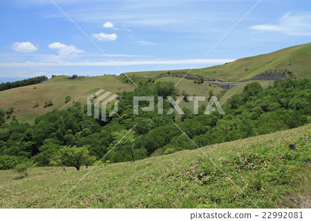Venus line of early summer 22992081