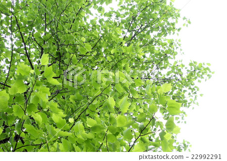 Fresh green of turpentine 22992291
