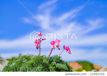 Spring Cumkusa 22992520