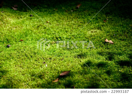 苔蘚小松市的日本庭園“Moss no Sato” 22993187