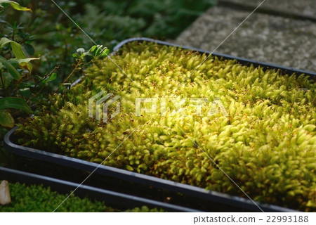 苔蘚小松市的日本庭園“Moss no Sato” 苔蘚小松市的日本庭園“Moss no Sato” 22993188