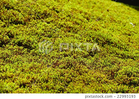 Japanese garden of moss Komatsu City "Moss no Sato" 22993193