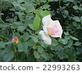白玫瑰 22993263