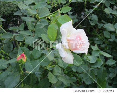 白玫瑰 22993263