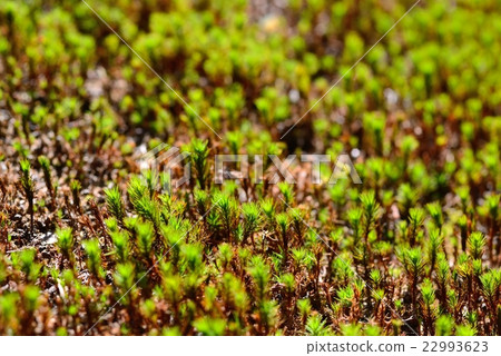 苔蘚小松市的日本庭園“Moss no Sato” 22993623