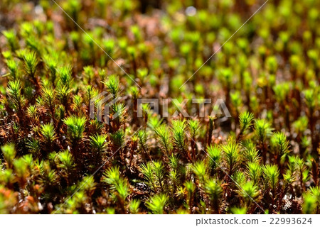 苔蘚小松市的日本庭園“Moss no Sato” 苔蘚小松市的日本庭園“Moss no Sato” 22993624