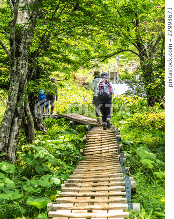 Nishi Tanzawa's tree road and bay station Nishi Tanzawa's tree road and bay station 22993671