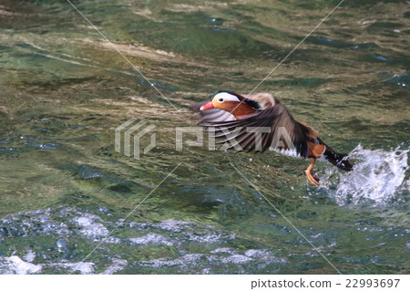 Wild ooshidori 22993697