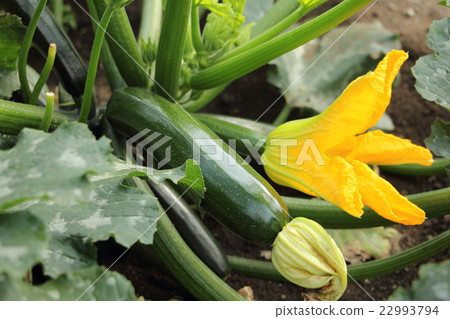 夏南瓜 夏南瓜 22993794