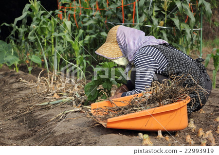 高級到工作領域 22993919