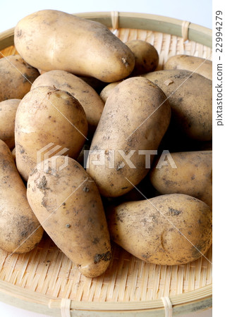 新土豆 新土豆 22994279