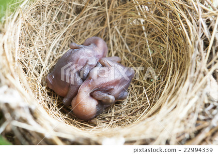 Babies Streak-eared Bulbul Birds on nest.nestling. Babies Streak-eared Bulbul Birds on nest.nestling. 22994339