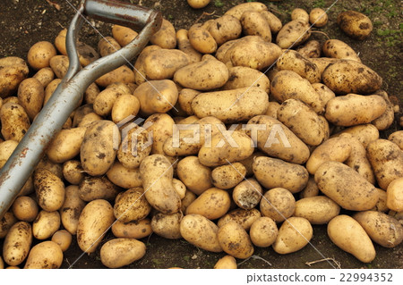Potato harvest (make-in) Potato harvest (make-in) 22994352