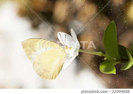 Butterfly in spring. 22994686
