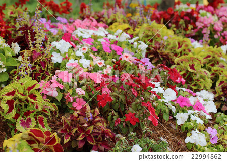各種花卉 各種花卉 22994862