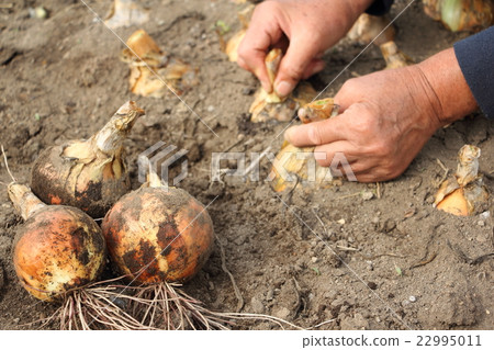 收穫洋蔥 22995011