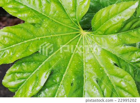 To the guy To the guy 22995202