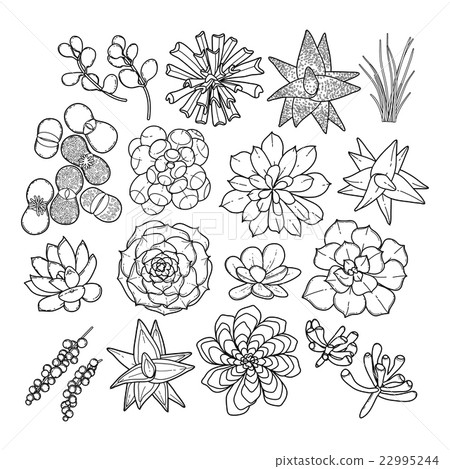 Graphic succulent collection Graphic succulent collection 22995244