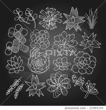 Graphic succulent collection Graphic succulent collection 22995245