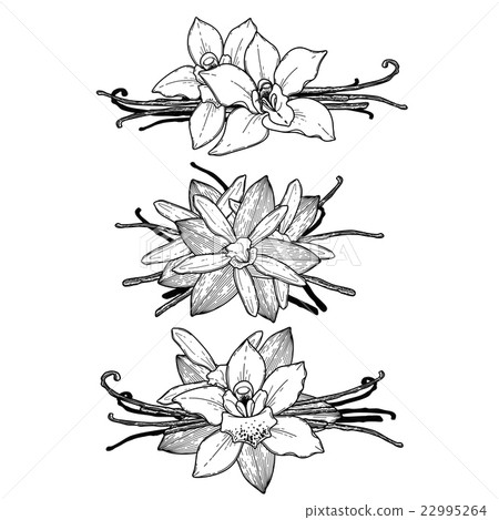 Graphic vanilla vignette Graphic vanilla vignette 22995264