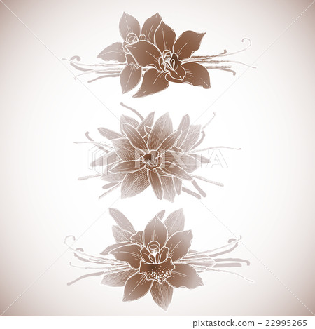 Graphic vanilla vignette Graphic vanilla vignette 22995265