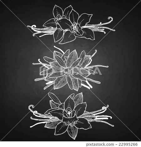 Graphic vanilla vignette Graphic vanilla vignette 22995266
