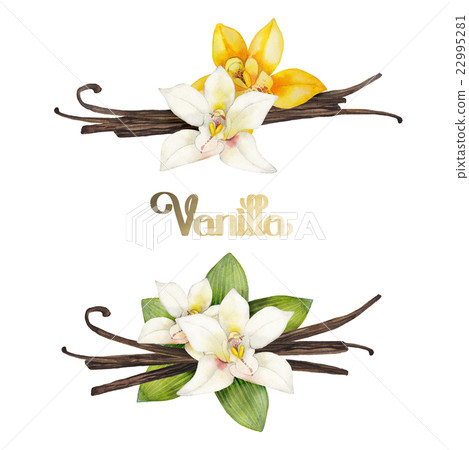 Watercolor vanilla vignettes 22995281