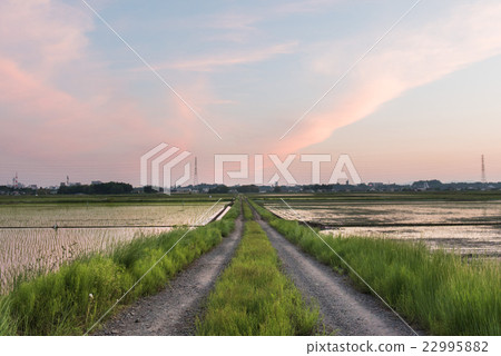 Sunset garden scenery 22995882