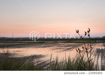 Sunset garden scenery 22995883