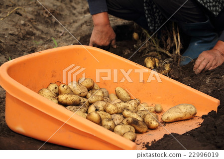 馬鈴薯收穫(自製) 馬鈴薯收穫(自製) 22996019