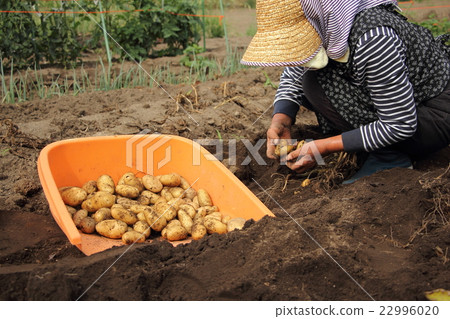 馬鈴薯收穫(自製) 馬鈴薯收穫(自製) 22996020