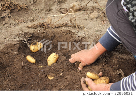 馬鈴薯收穫（自製） 22996021
