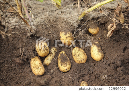Potato harvest (make-in) Potato harvest (make-in) 22996022