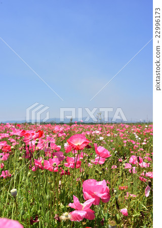 這是“Kasaoka Bay Farm”路站的罌粟田。 22996173