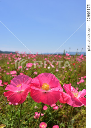 It is a poppy field of the road station "Kasaoka Bay Farm". 22996175