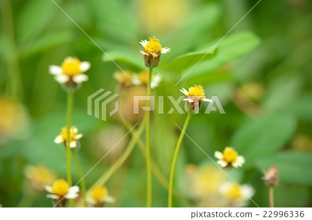 Maxican daisy flowers on natural green background. 22996336