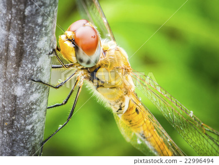Dragonfly  22996494