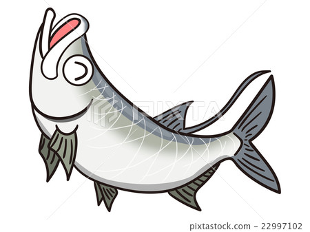 魚圖大海鰱 魚圖大海鰱 22997102